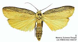 Papua Insects Foundation (Lepidoptera/Xyloryctidae thumbnails)